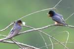 Barn Swallow