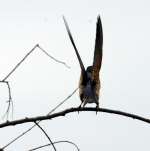 Barn Swallow