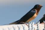 Barn Swallow