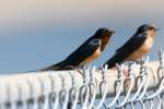 Barn Swallow