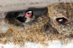 Barn Swallow