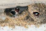 Barn Swallow