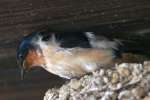 Barn Swallow