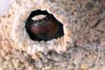 Barn Swallow