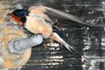 Barn Swallow