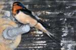 Barn Swallow