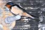 Barn Swallow