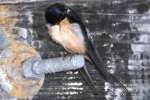 Barn Swallow