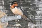 Barn Swallow