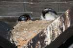 Barn Swallow