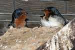 Barn Swallow