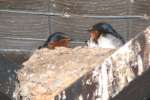 Barn Swallow