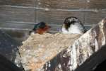 Barn Swallow