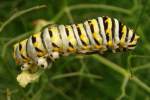 Black Swallowtail Butterfly Caterpillar