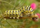 Black Swallowtail Butterfly Caterpillar