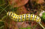 Black Swallowtail Butterfly Caterpillar