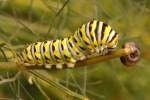 Black Swallowtail Butterfly Caterpillar