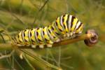 Black Swallowtail Butterfly Caterpillar