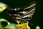 Zebra Swallowtail Butterfly