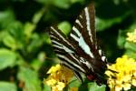 Zebra Swallowtail Butterfly