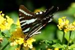 Zebra Swallowtail Butterfly