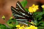 Zebra Swallowtail Butterfly