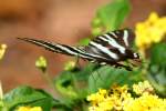 Zebra Swallowtail Butterfly