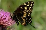 Palamedes Swallowtail Butterfly