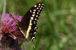 Palamedes Swallowtail Butterfly