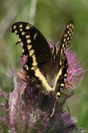 Palamedes Swallowtail Butterfly