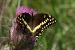 Palamedes Swallowtail Butterfly