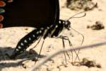 Spicebush Swallowtail Butterfly