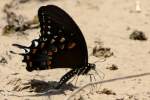 Spicebush Swallowtail Butterfly