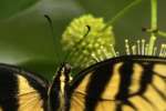 Eastern Tiger Swallowtail Butterfly