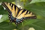 Eastern Tiger Swallowtail Butterfly