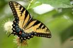 Eastern Tiger Swallowtail Butterfly