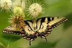 Eastern Tiger Swallowtail Butterfly