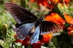 Pipevine Swallowtail Butterfly