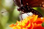 Pipevine Swallowtail Butterfly