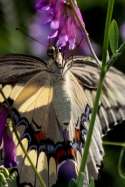 Giant Swallowtail Butterfly