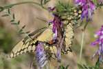 Giant Swallowtail Butterfly