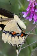 Giant Swallowtail Butterfly