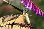 Giant Swallowtail Butterfly