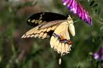 Giant Swallowtail Butterfly