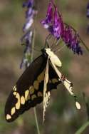 Giant Swallowtail Butterfly