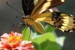 GiantSwallowtail Butterfly