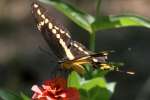 GiantSwallowtail Butterfly