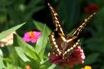 GiantSwallowtail Butterfly