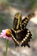 GiantSwallowtail Butterfly