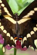 GiantSwallowtail Butterfly